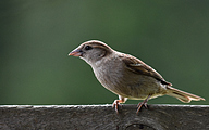 House sparrow (Passer domesticus)